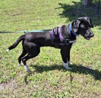 Brooks -  Labrador Retriever and Hound Dog for Adoption in Mountain View, Arkansas - Brooks | PetCurious