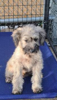 Ben -  Terrier Dog for Adoption in Muldrow, Oklahoma - Ben | PetCurious