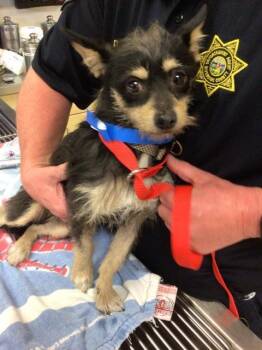 Terrier and Mixed Breed Dogs Available for Adoption in Riverside, California - A1830936 | PetCurious