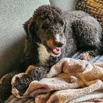 Gunner -  Labradoodle Dog for Adoption in Des Moines, Iowa - Gunner | PetCurious