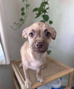 Rescue Terrier and Yorkshire Terrier Dogs for Adoption in Mission Viejo, California - Briar Rose | PetCurious