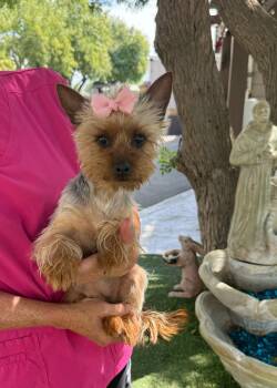 Tulip -  Silky Terrier Dog for Adoption in Temecula, California - Tulip | PetCurious