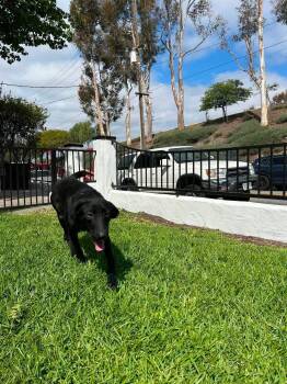 Dolly -  Labrador Retriever Dog for Adoption in San Diego, California - Dolly | PetCurious