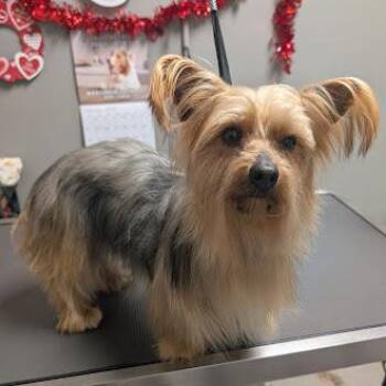 Yorkshire Terrier Dogs Available for Adoption - MOCA | PetCurious
