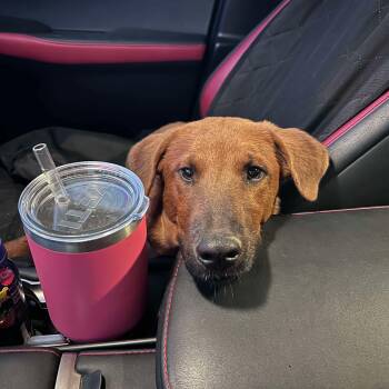 Rescue German Shepherd Dog and Labrador Retriever Dogs for Adoption in Warren, Rhode Island - Clifford | PetCurious