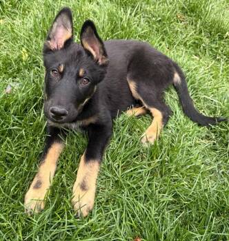 Assam -  Australian Cattle Dog Blue Heeler and Retriever Dog for Adoption in Fort Lupton, Colorado - Assam | PetCurious