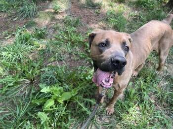Melvin -  Boerboel Dog for Adoption in Chambersburg, Pennsylvania - Melvin | PetCurious