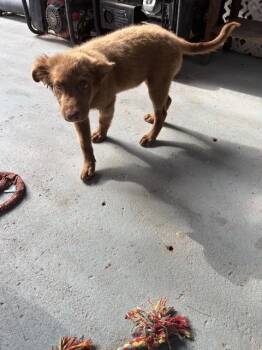 Labrador Retriever and Mixed Breed Dogs Available for Adoption in Doral, Florida - TONY | PetCurious