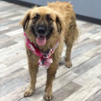 Mila JuM -  Great Pyrenees and German Shepherd Dog Dog for Adoption in Austin, Texas - Mila JuM | PetCurious