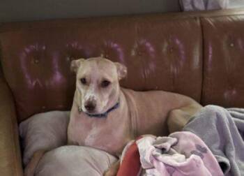 Uno FKA Bananas -  Hound and Terrier Dog for Adoption in West Chester, Pennsylvania - Uno FKA Bananas | PetCurious