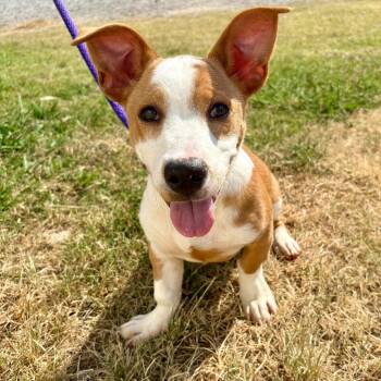 Squeaker -  Cardigan Welsh Corgi and Mixed Breed Dog for Adoption in Tulsa, Oklahoma - Squeaker | PetCurious