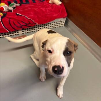 Dottie -  Mixed Breed Dog for Adoption in Saint Charles, Missouri - Dottie | PetCurious