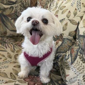 Betty Buttons -  Maltese Dog for Adoption in Ottawa Hills, Ohio - Betty Buttons | PetCurious