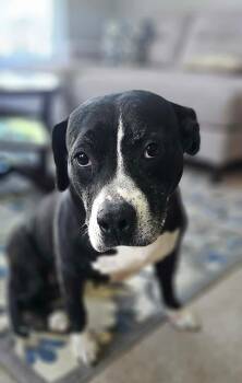 Rita -  American Staffordshire Terrier Dog for Adoption in Mooresville, North Carolina - Rita | PetCurious