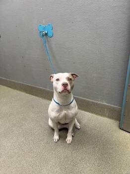 Pit Bull Terrier Dogs Available for Adoption in Las Vegas, Nevada - LILLY | PetCurious