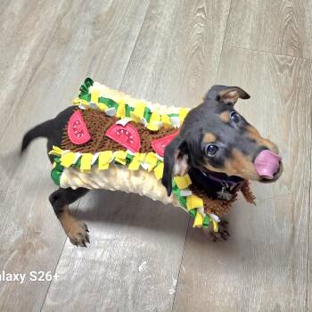 Taco -  German Shepherd Dog and Labrador Retriever Dog for Adoption in Wyandotte, Michigan - Taco | PetCurious