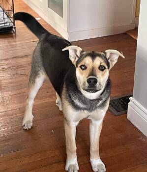 Shepherd and Husky Dogs Available for Adoption in Calgary, Alberta - Ruffles | PetCurious