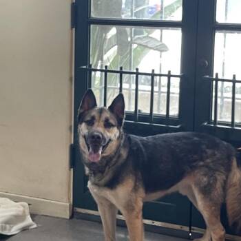 German Shepherd Dog Dogs Available for Adoption in Pasadena, California - Jordan | PetCurious