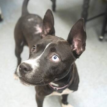 Corona -  Pit Bull Terrier Dog for Adoption in Pawling, New York - Corona | PetCurious