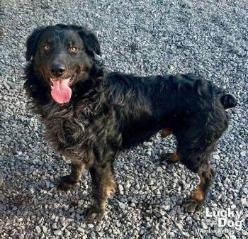 Australian Shepherd Dogs Available for Adoption - TJ | PetCurious