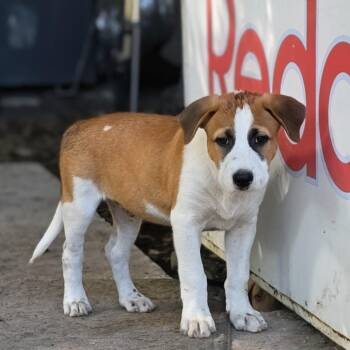 Toby -  Mixed Breed Dog for Adoption in Cleveland, Texas - Toby | PetCurious