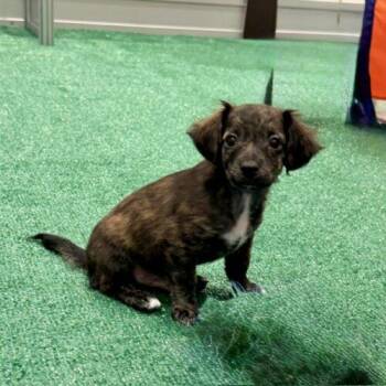 Zenvo -  Chihuahua Dog for Adoption in Henderson, Nevada - Zenvo | PetCurious