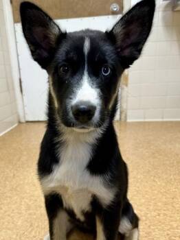 Siberian Husky and Mixed Breed Dogs Available for Adoption - Tiger Lily | PetCurious