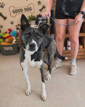 Dutch Shepherd and Australian Kelpie Dogs Available for Adoption in Houston, Texas - SIMON | PetCurious