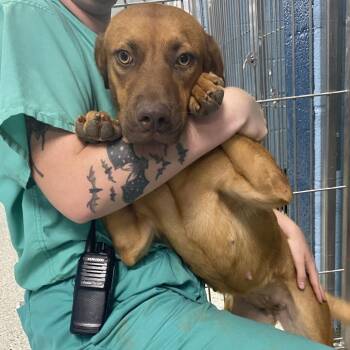 Hazel -  Labrador Retriever and Feist Dog for Adoption in Hattiesburg, Mississippi - Hazel | PetCurious