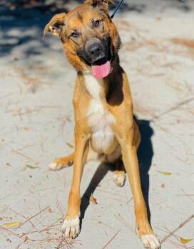 AC-5329 "Buddy" -  Shepherd Dog for Adoption in Conyers, Georgia - AC-5329 "Buddy" | PetCurious