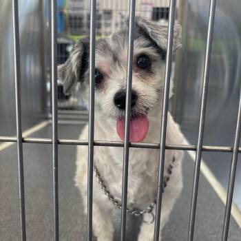 Chip -  Shih Tzu and Mixed Breed Dog for Adoption in Montgomery, Alabama - Chip | PetCurious