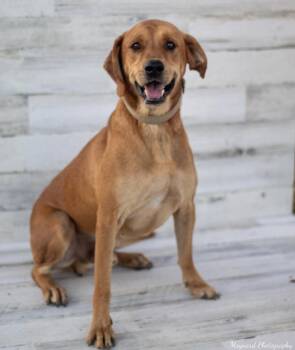 Rescue Hound and Mixed Breed Dogs for Adoption in Pelham, New Hampshire - Boomer | PetCurious