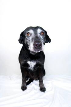 Black Labrador Retriever Dogs Available for Adoption in Bixby, Oklahoma - Ruthie | PetCurious