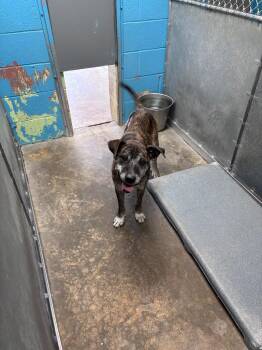 Terrier and Mixed Breed Dogs Available for Adoption - Rizzy | PetCurious