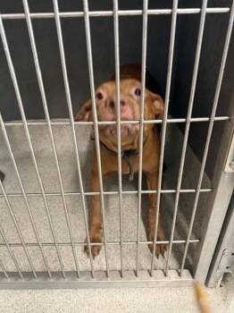 SADIE -  American Staffordshire Terrier Dog for Adoption in Tallahassee, Florida - SADIE | PetCurious