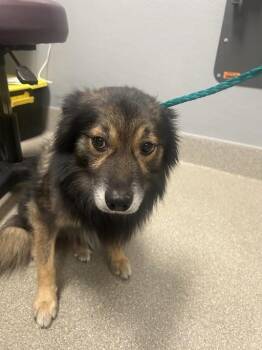 BUDDY PAPAS -  Chihuahua and Mixed Breed Dog for Adoption in Las Vegas, Nevada - BUDDY PAPAS | PetCurious