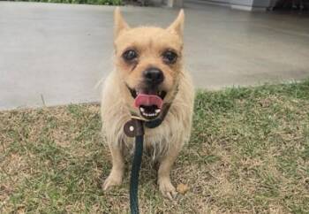Lorax -  Chihuahua and Mixed Breed Dog for Adoption in Honolulu, Hawaii - Lorax | PetCurious
