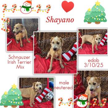 Schnauzer and Irish Terrier Dogs Available for Adoption - Tullia WV10002-T LOCAL Adoption Event In Woodinville 2/22 | PetCurious