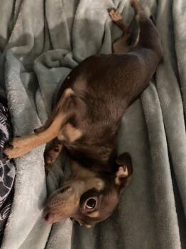 Chihuahua Dogs Available for Adoption - Pixie | PetCurious