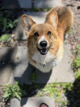 Clarice - Corgi -  Pembroke Welsh Corgi Dog for Adoption in Sammamish, Washington - Clarice - Corgi | PetCurious