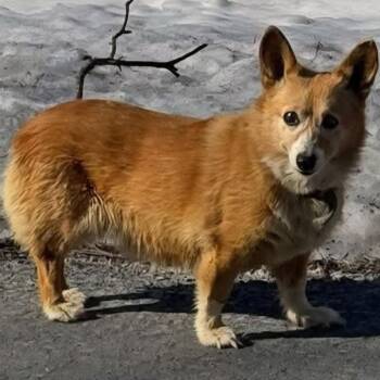 Corgi Dogs Available for Adoption - Gertie | PetCurious