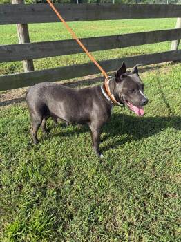 Ratchet -  Pit Bull Terrier Dog for Adoption in Wauchula, Florida - Ratchet | PetCurious