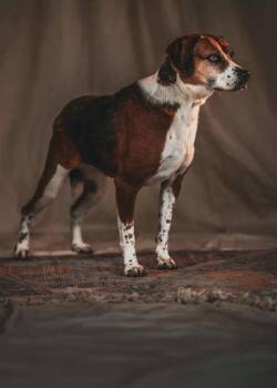 Rescue Beagle and Mixed Breed Dogs for Adoption in Vincennes, Indiana - Meredith | PetCurious