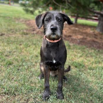 Gumby -  Terrier and Mixed Breed Dog for Adoption in Fargo, North Dakota - Gumby | PetCurious