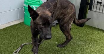 Dutch Shepherd Dogs Available for Adoption in Imlay City, Michigan - Lucca- Located In CA | PetCurious