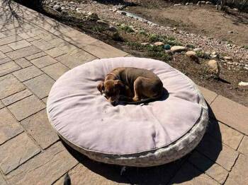 German Shepherd Dog and Labrador Retriever Dogs Available for Adoption - Tide | PetCurious