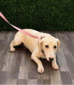 Blake -  English Coonhound and Mixed Breed Dog for Adoption in Partlow, Virginia - Blake | PetCurious