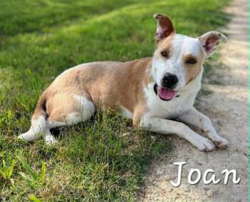Joan -  Cattle Dog Dog for Adoption in Bowie, Texas - Joan | PetCurious