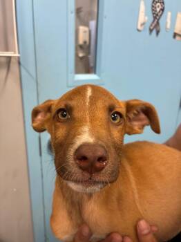 Pistachio -  Australian Shepherd Dog for Adoption in Bloomington, Indiana - Pistachio | PetCurious