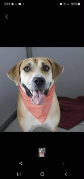 Rescue Mixed Breed Dogs for Adoption in Williston, Vermont - Penny | PetCurious